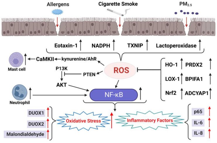 Oxidatív stressz és antioxidánsok orrpolipokkal járó krónikus rhinosinusitisben